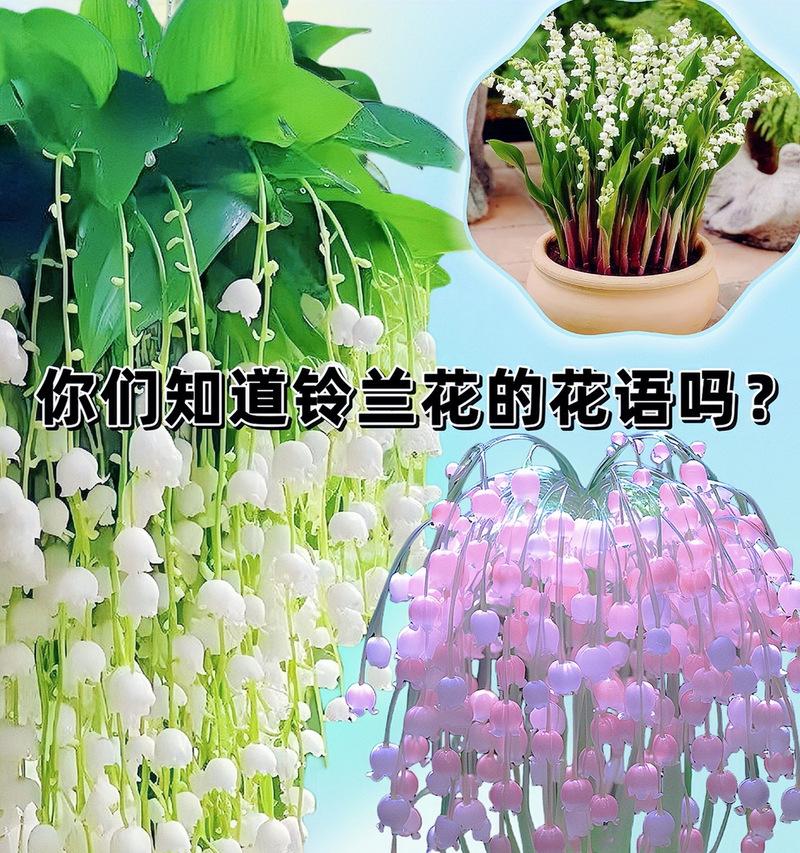 哪些花象征健康绿植？它们的花语是什么？