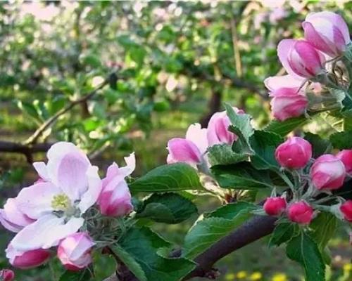 金珀花寓意与禁忌是什么？养护时需注意哪些要点？