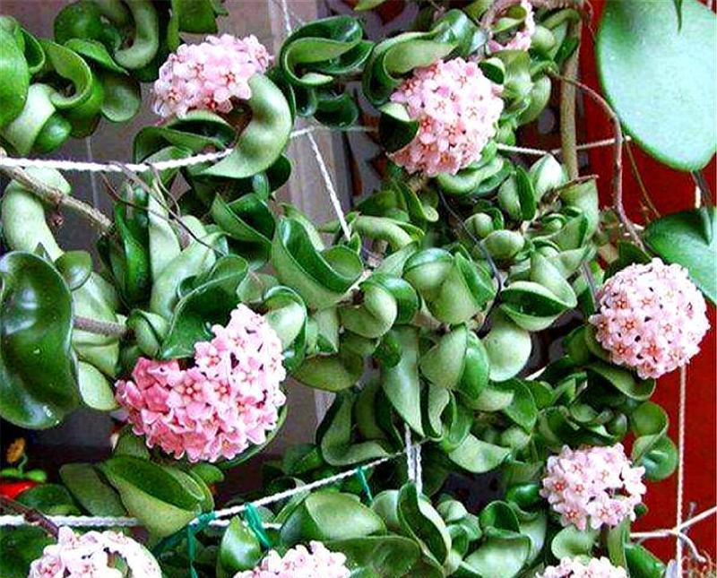金珀花寓意与禁忌是什么？养护时需注意哪些要点？