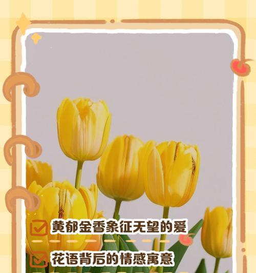 郁金香是否象征爱情？它有哪些花语？