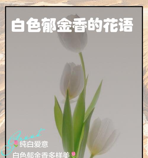 郁金香是否象征爱情？它有哪些花语？