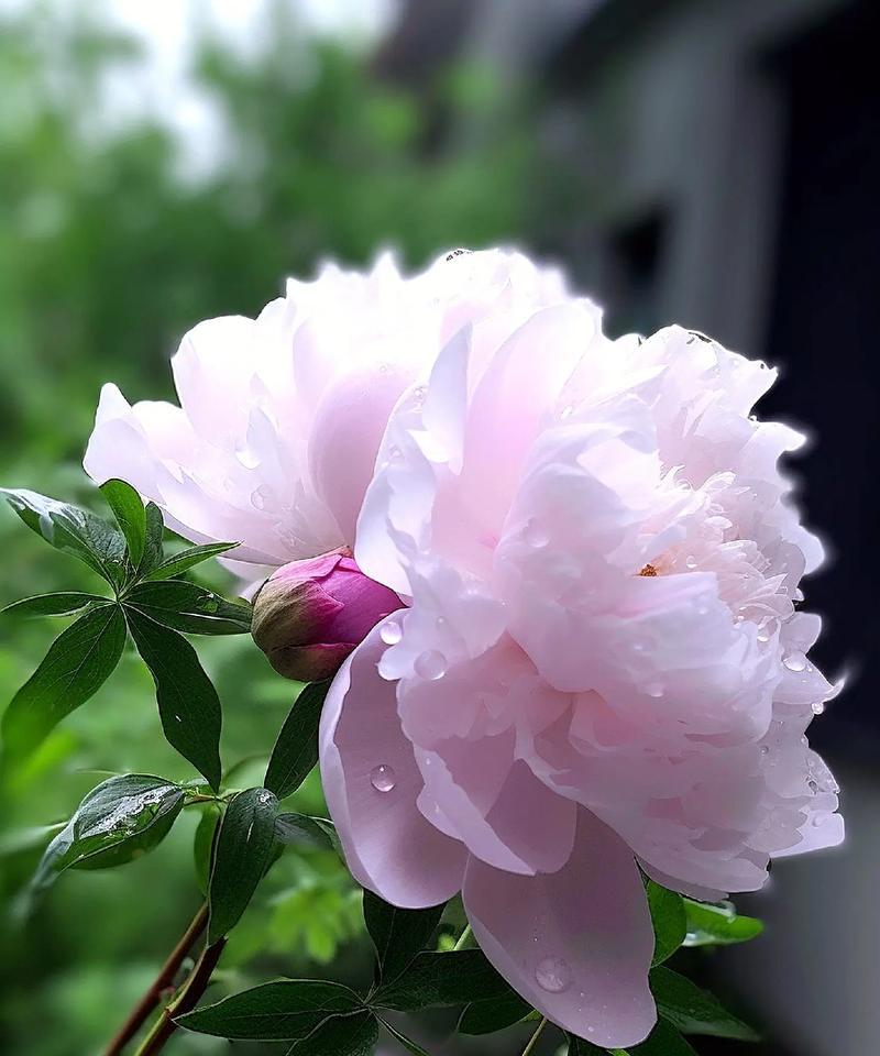 哪种花含义最含蓄？花语中哪种花的含义最为含蓄？