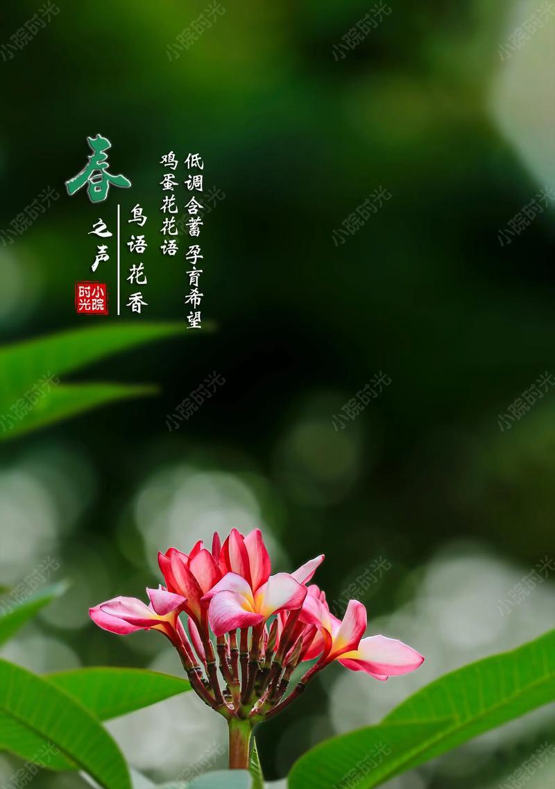 哪种花含义最含蓄？花语中哪种花的含义最为含蓄？