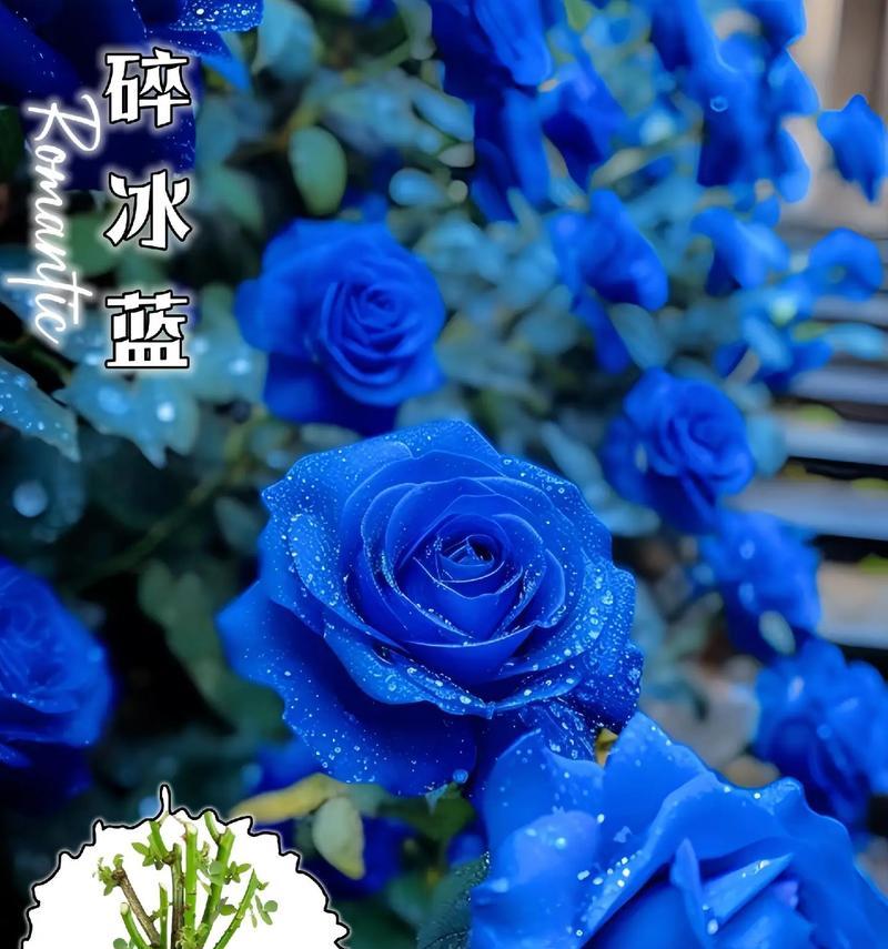 蓝玫瑰的花语含义是什么？它代表了哪些情感？