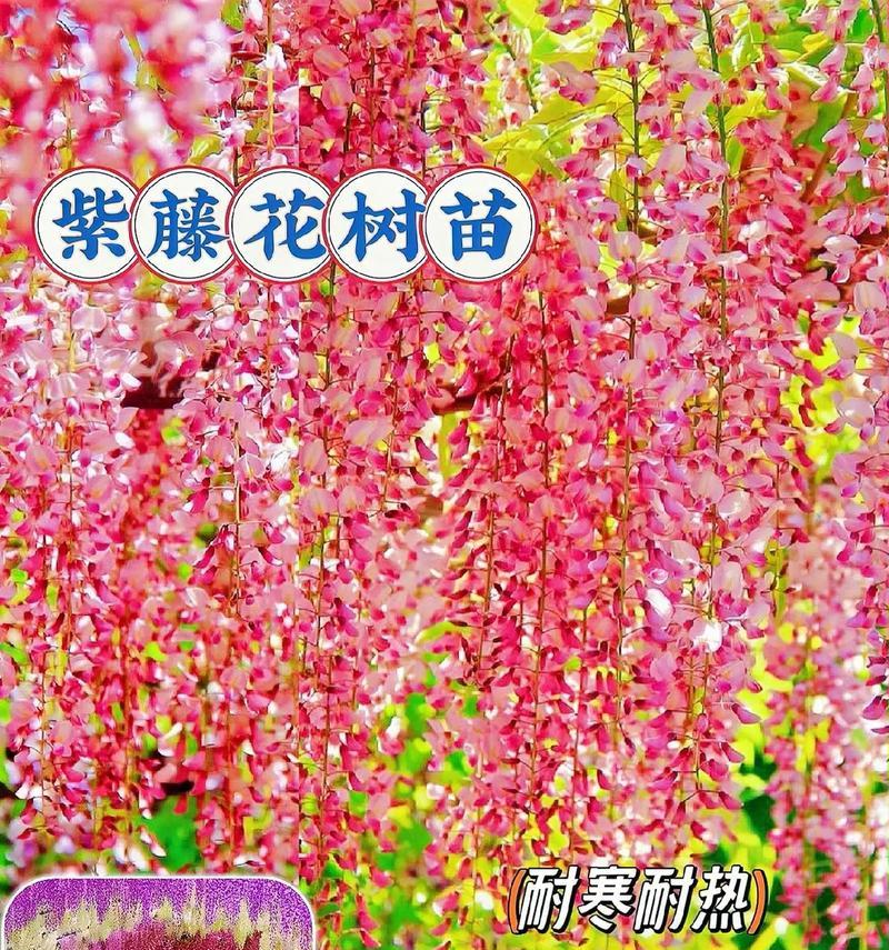 紫藤花在诗中的代表是什么？紫藤花的寓意是什么？