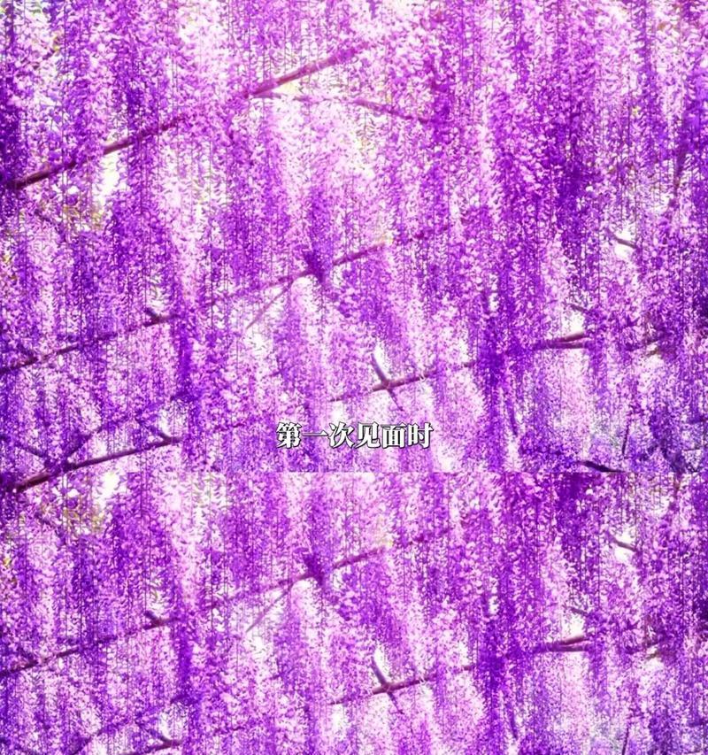 紫藤花在诗中的代表是什么？紫藤花的寓意是什么？