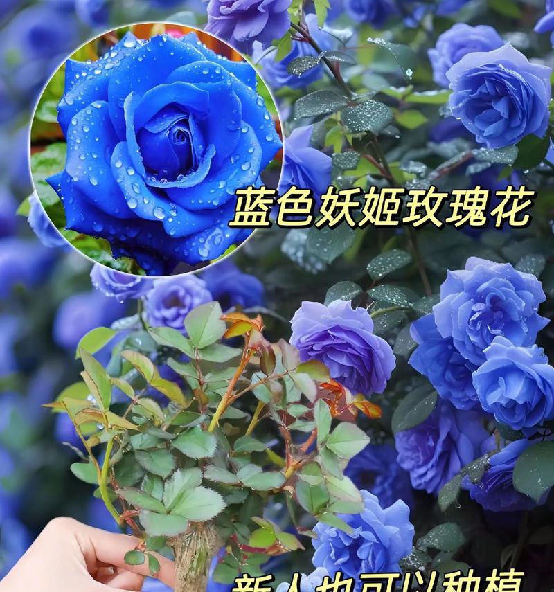 蓝玫花代表什么？蓝色玫瑰的象征意义有哪些？