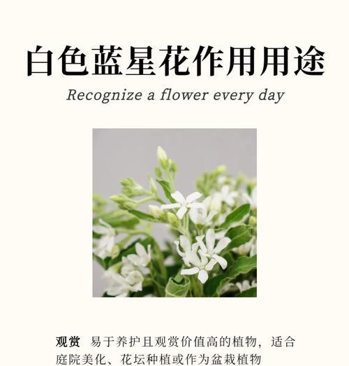 恋花惜玉在现代语境中的应用是什么？它如何影响现代文化？