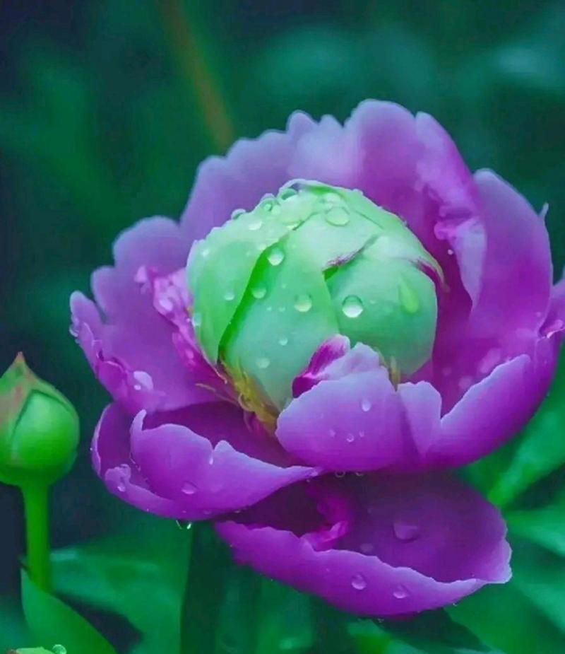 紫色牡丹花象征着什么？紫色牡丹的花语有哪些？