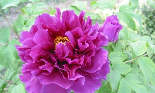 紫色牡丹花象征着什么？紫色牡丹的花语有哪些？