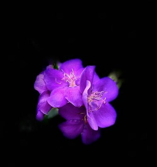 紫色牡丹花象征着什么？紫色牡丹的花语有哪些？
