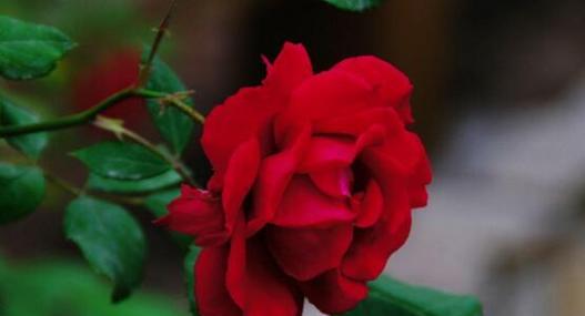 蔷薇花语是什么意思？蔷薇象征着什么？