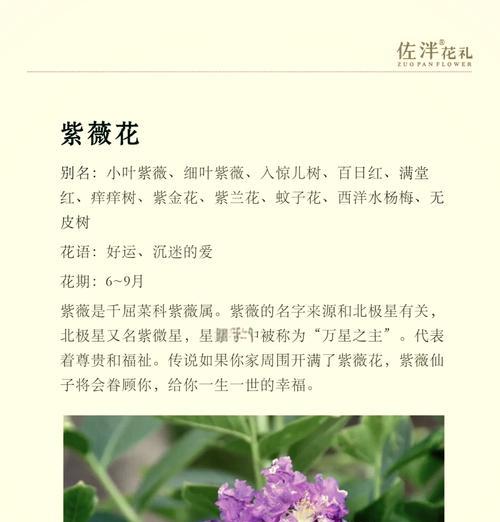 蔷薇花语是什么意思？蔷薇象征着什么？