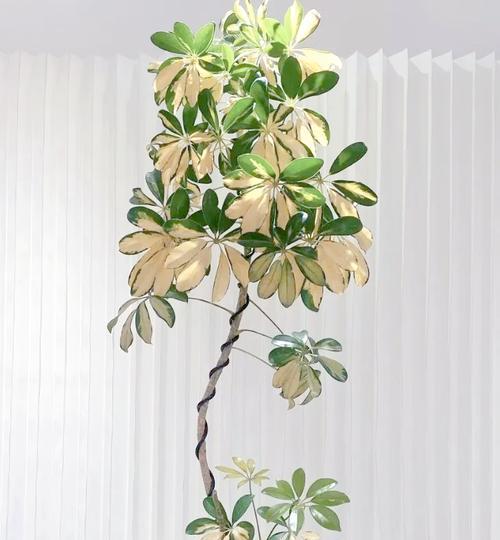推荐有寓意的花有哪些？哪些花卉寓意吉祥且适合送礼？