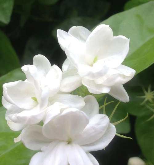 栀子花的花语和含义是什么？栀子花象征着什么？