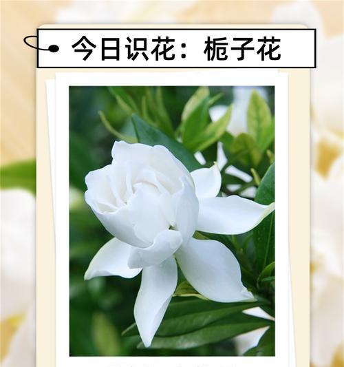 栀子花的花语和含义是什么？栀子花象征着什么？
