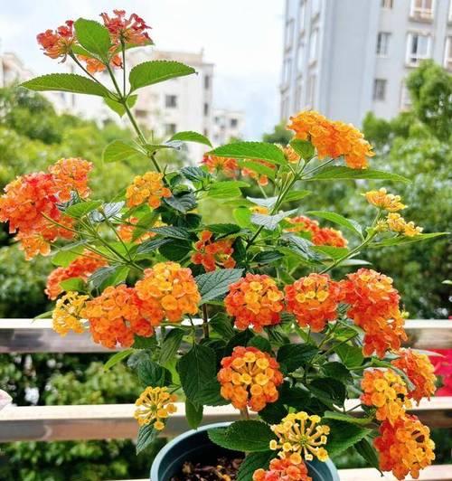 旺财吉祥的花卉有哪些？它们的寓意是什么？