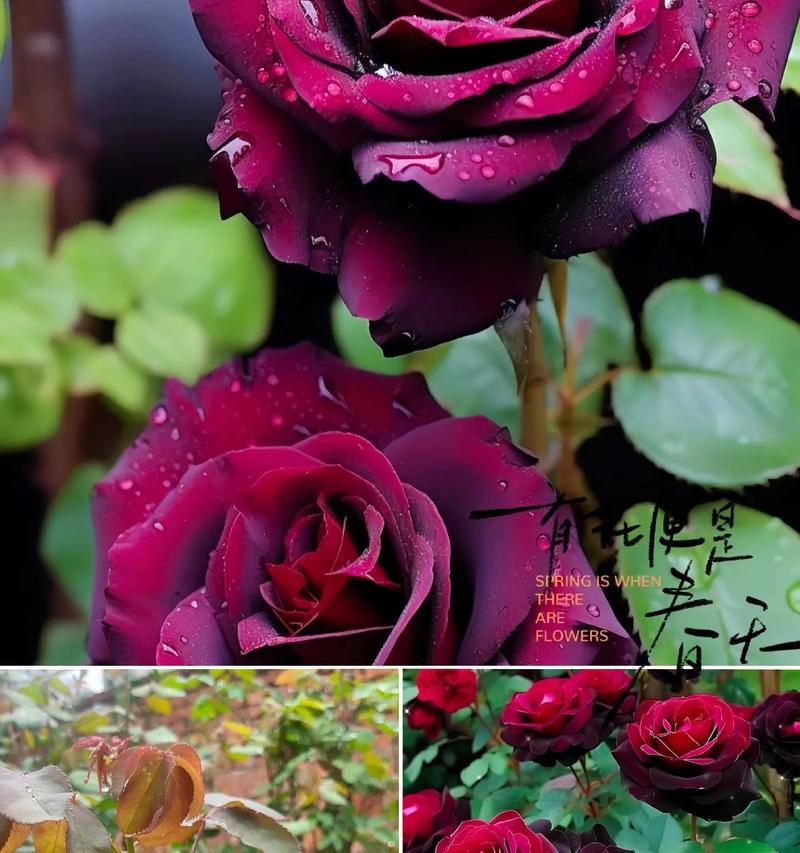 口中含玫瑰花有何含义？表达方式的深意是什么？