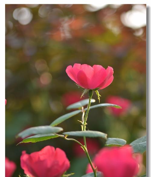 月季花代表了什么？