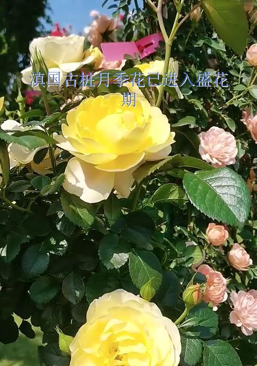 月季花代表了什么？
