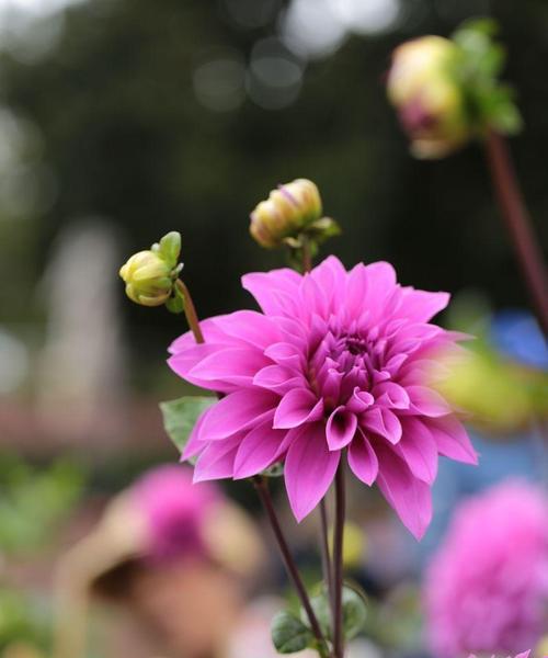 大丽花花语是什么？表达爱意的方式有哪些？