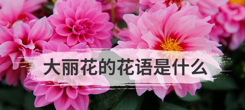 大丽花花语是什么？表达爱意的方式有哪些？