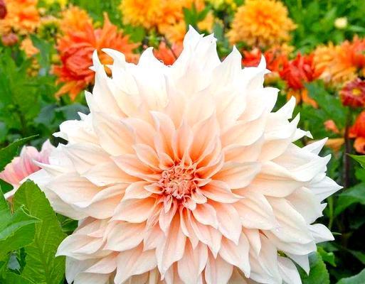 大丽花花语是什么？表达爱意的方式有哪些？