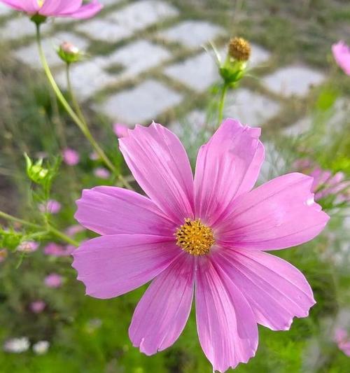 格桑花的花语代表什么？格桑花的生长习性如何？