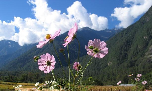 格桑花的花语代表什么？格桑花的生长习性如何？