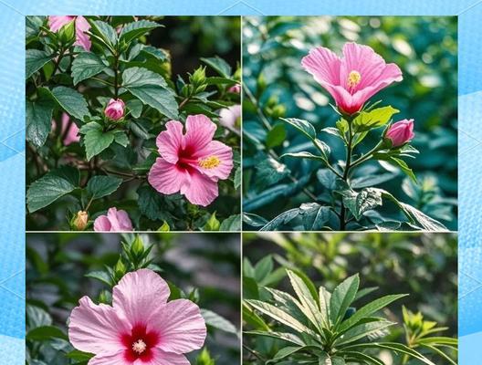 花的别名及其象征有哪些？它们各自代表什么？