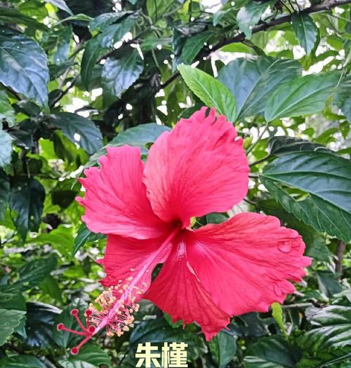 花的别名及其象征有哪些？它们各自代表什么？