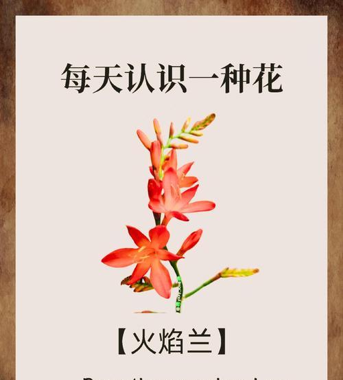 花的别名及其象征有哪些？它们各自代表什么？