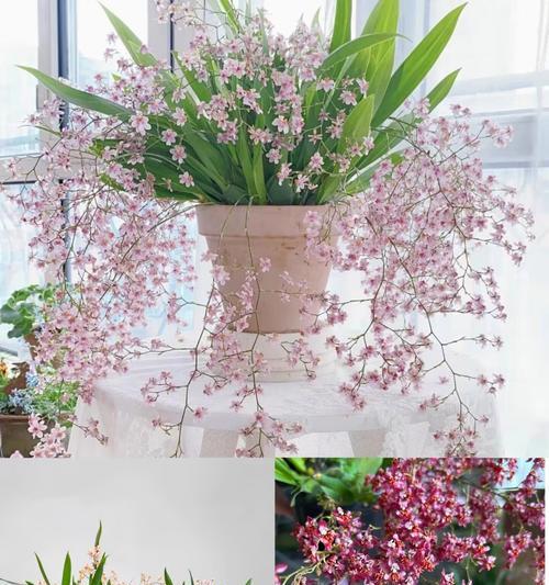 文心兰象征什么？花语有何深意？