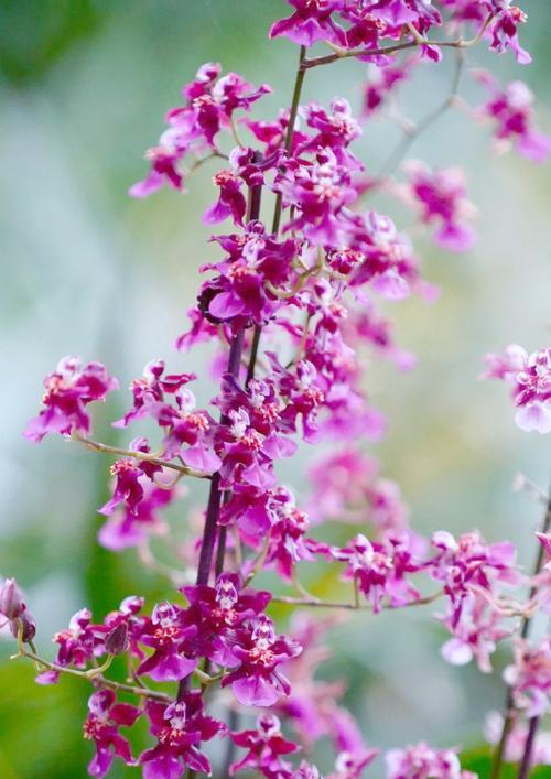 文心兰象征什么？花语有何深意？