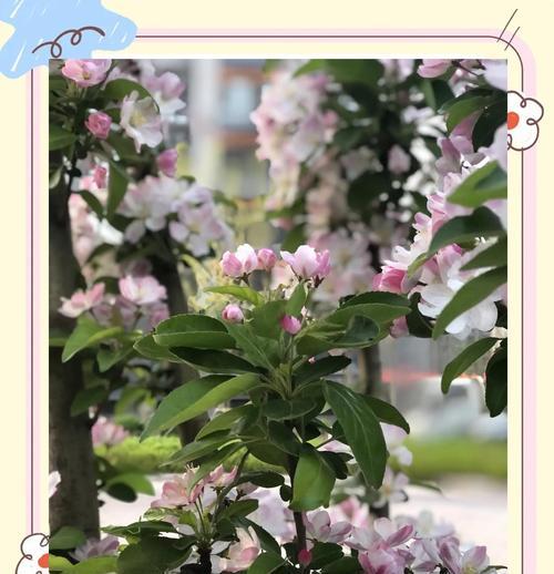 风筝象征的花及其花语是什么？