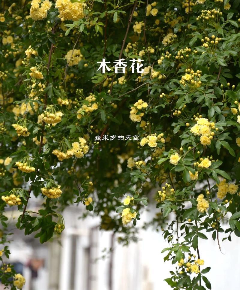 风筝象征的花及其花语是什么？