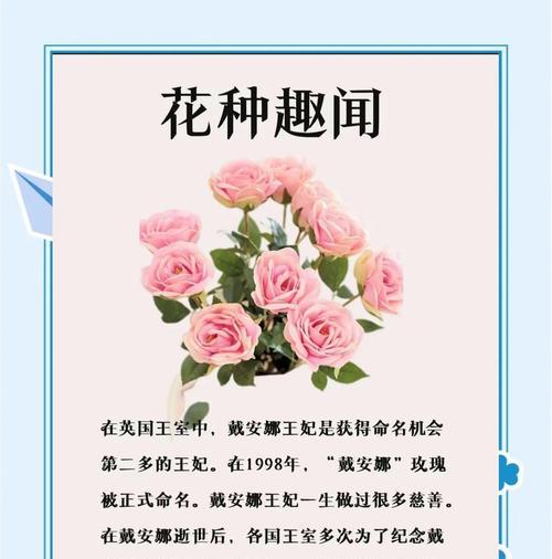 粉玫瑰花语是什么？浪漫与柔情的表达！