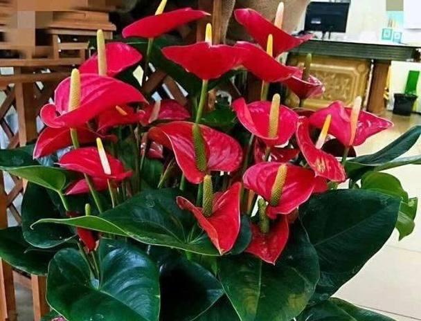春节种什么花吉祥？有哪些花卉寓意好？