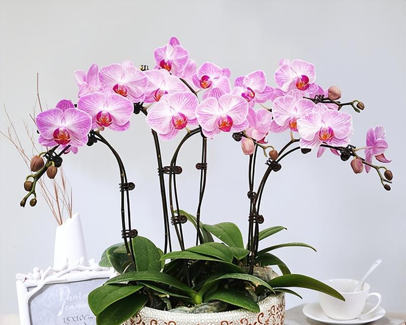 春节种什么花吉祥？有哪些花卉寓意好？