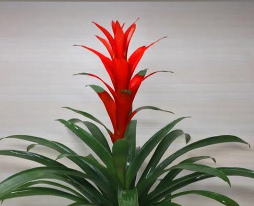春节种什么花吉祥？有哪些花卉寓意好？