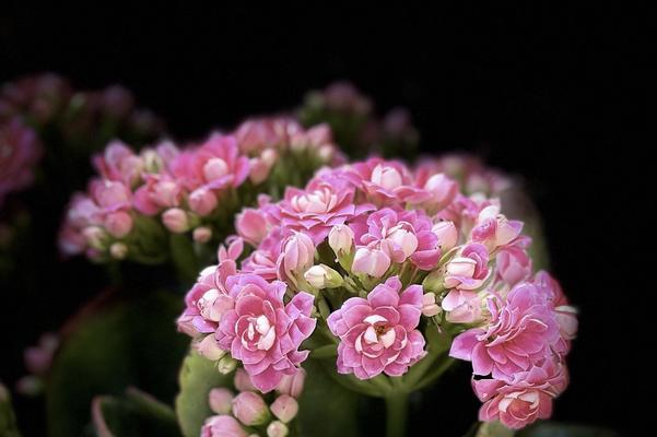 花的寓意象征有哪些？它们各自代表什么？