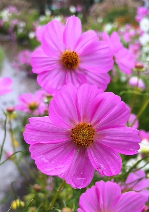 格桑花象征什么？格桑花的寓意是什么？
