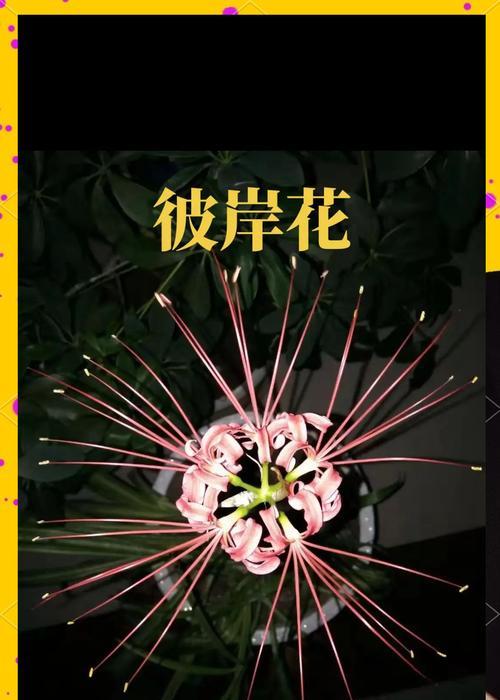 彼岸花的存在有何特殊含义？