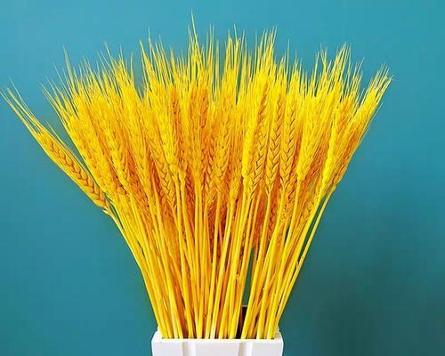麦穗花的寓意是什么？如何了解麦穗花的象征意义？