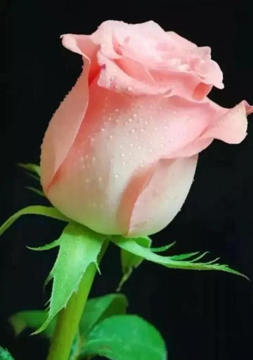 七夕象征的花有哪些？用花庆祝七夕的方法是什么？
