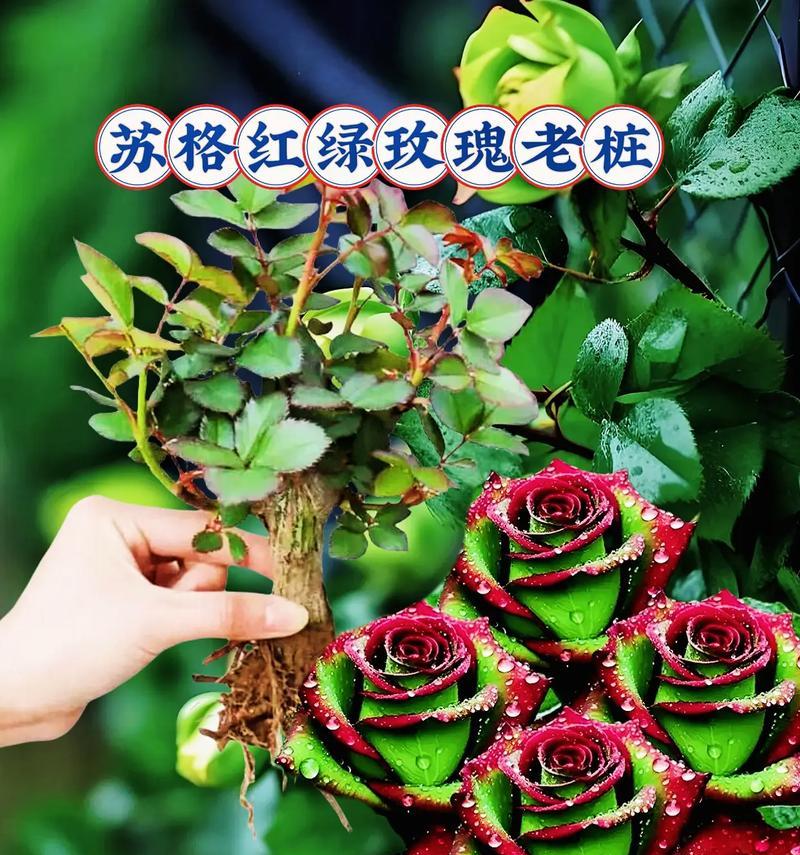 绿色玫瑰的含义是什么？