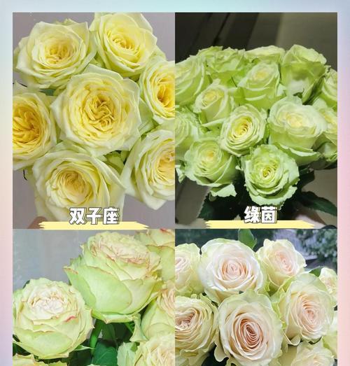 绿色玫瑰的含义是什么？