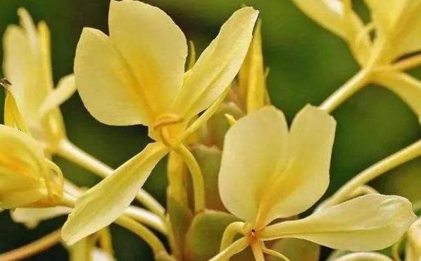 佛教五花象征着什么含义？佛教五花的含义是什么？