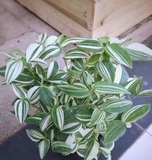 梅雨竹是什么含义的花？梅雨季节中的竹子有何象征？