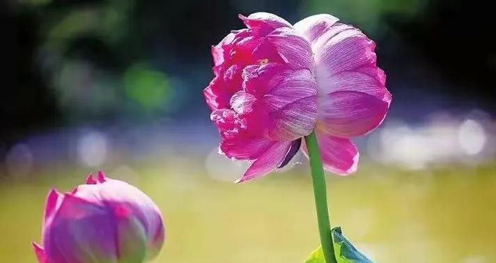 莲花盘花的寓意是什么？花语有哪些？